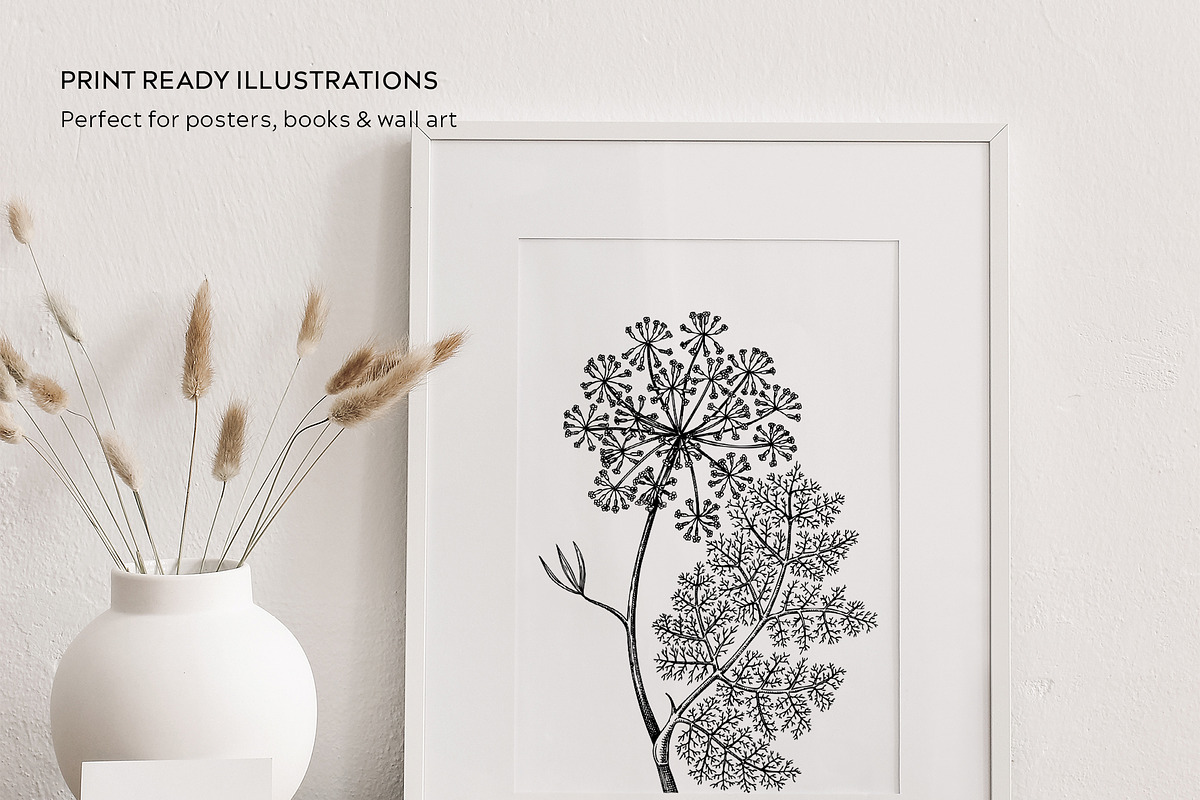 25 Medicinal Herbs Vector Collection, a Healthcare Illustration by Yevheniia (Photo 10 of 11)