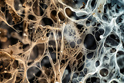 72 Microscopic Fungi Backgrounds, a Background Graphic by h.utomo (Thumbnail 36 of 72)