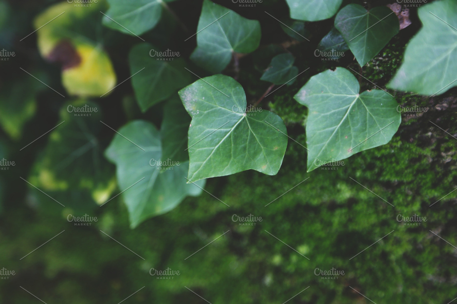 Green ivy containing ivy, green, and plant, a Nature Photo by BrightShadow Photo Art