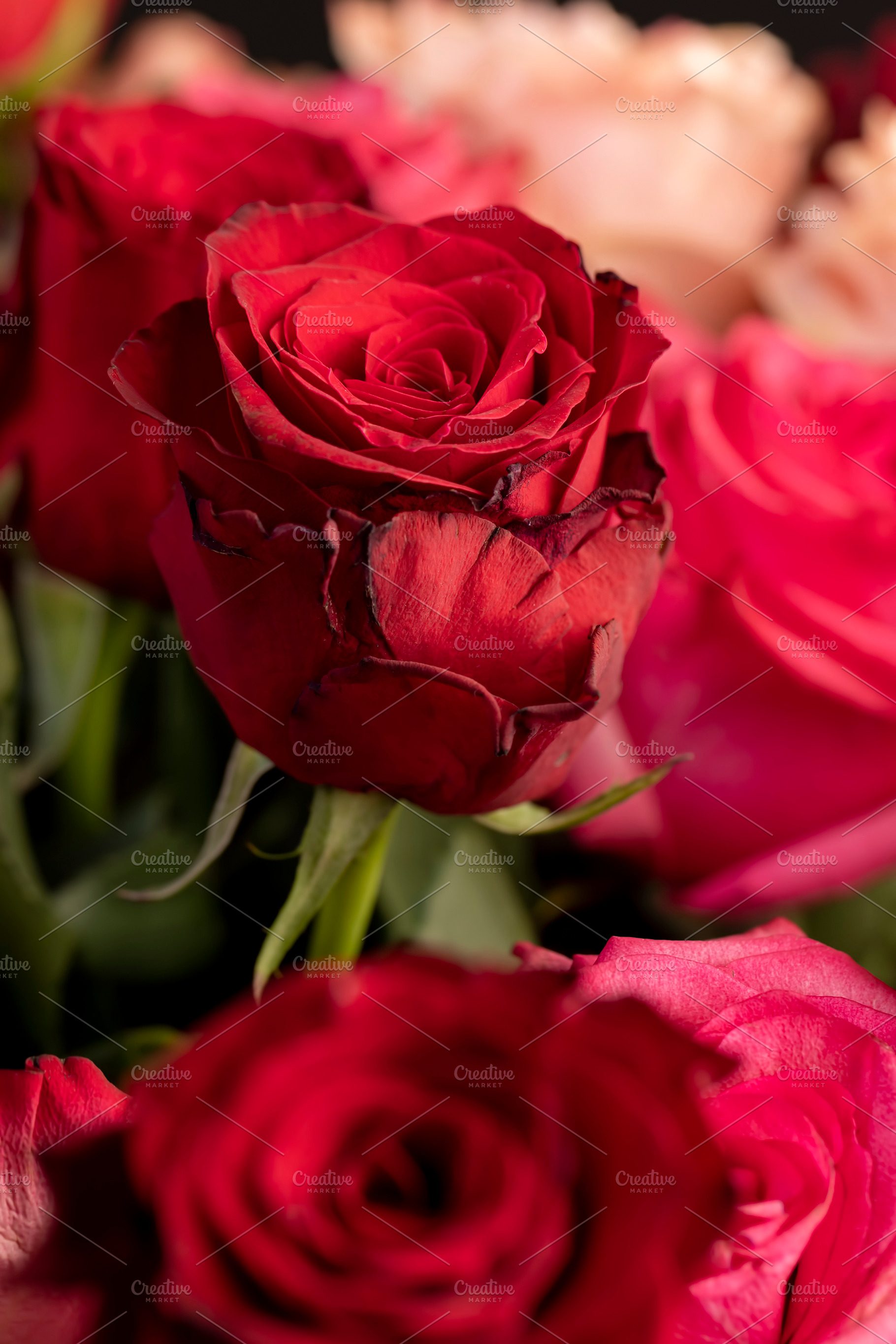 roses with a pleasant red and pink color in a bouquet for a gift, cut rose flow, a Photo by MyPhotos