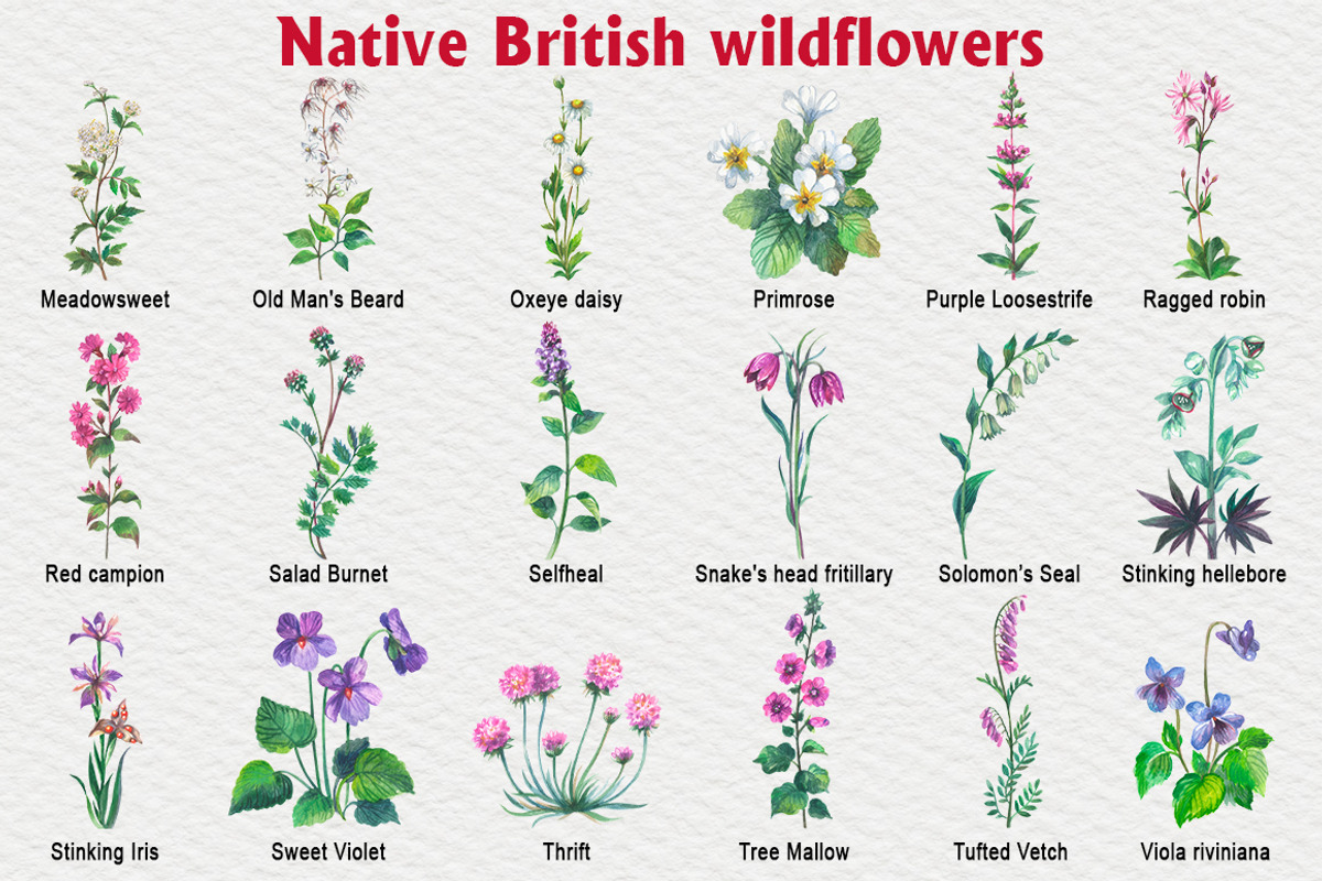 Native British wildflower watercolor, a Decorative Illustration by FITALARTSNEDIGI (Photo 4 of 11)