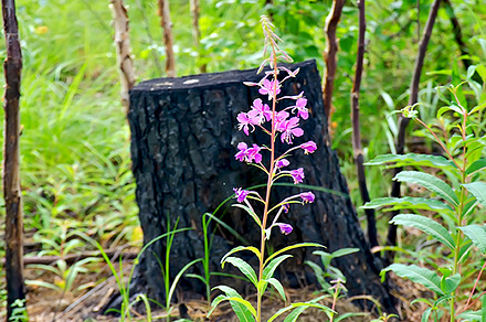 Flowers on the ashes