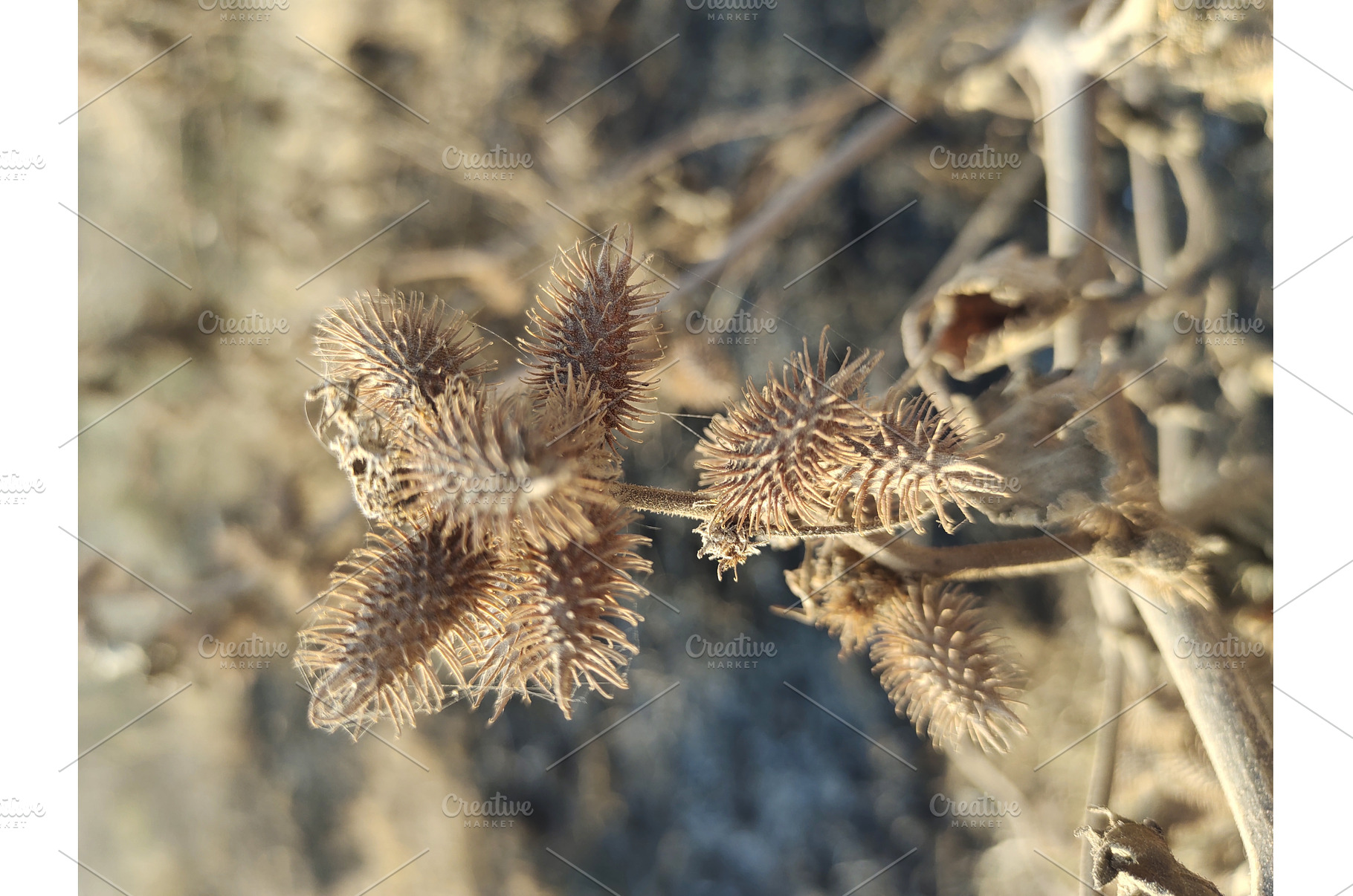 Cokelebur thorns close up picture, a Nature Photo by LogosDen