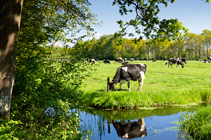 Cows near nuis stock photo containing coendersbos and coendersborg