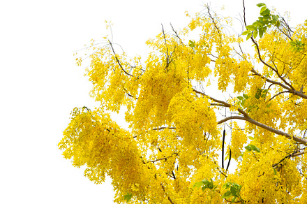 Beautiful Yellow Flowers Tree.