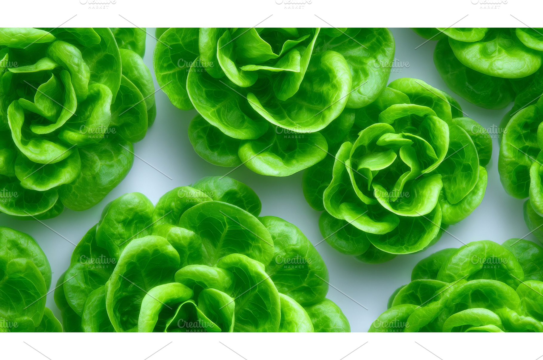 A crisp and vibrant fresh lettuce, a Background Photo by ZinetroN