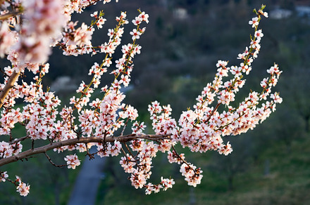 Almond tree blossoms in spring in an orchard, a Nature Photo by Madeleine Steinbach