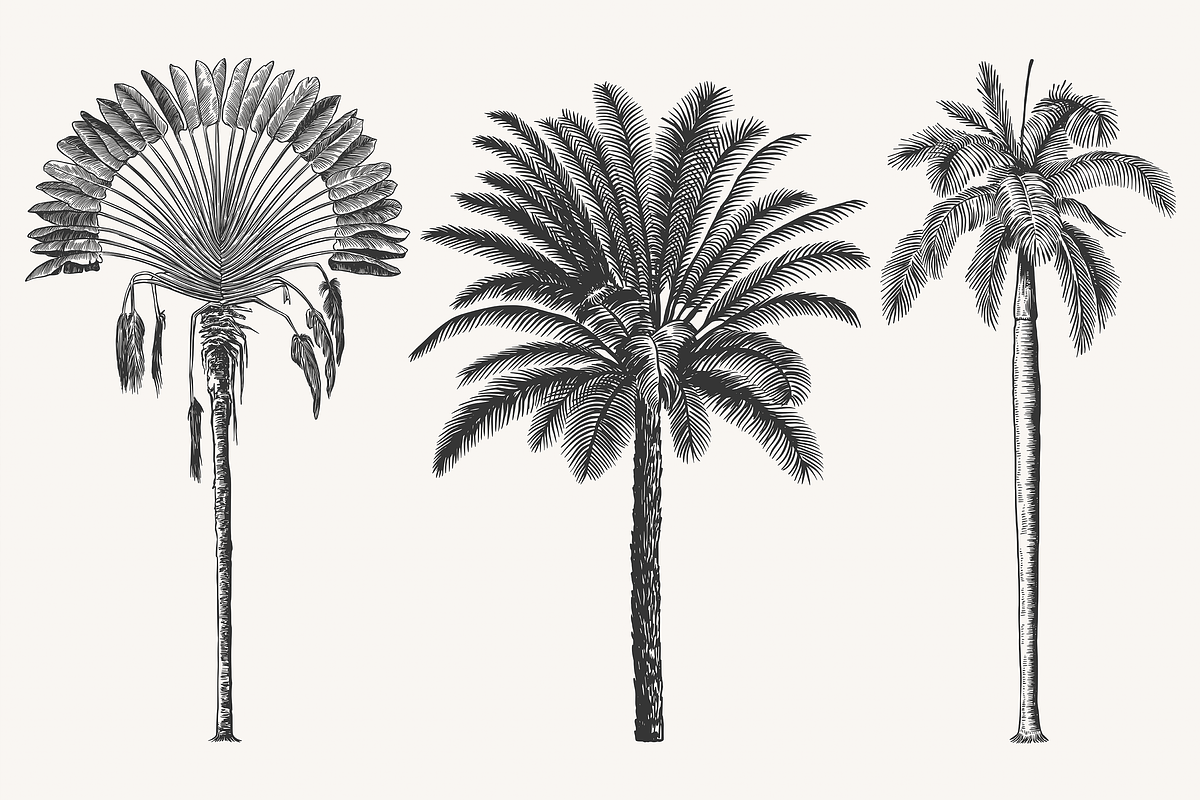 Palm Tree Vector Illustration Bundle, an Illustration by Kusumaillustration (Photo 3 of 15)