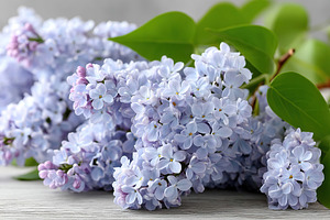 Vibrant lilac flowers arranged beautifully on a wooden surface, a Nature Photo by AlyaAnd