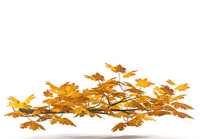 Maple Branch Yellow V2