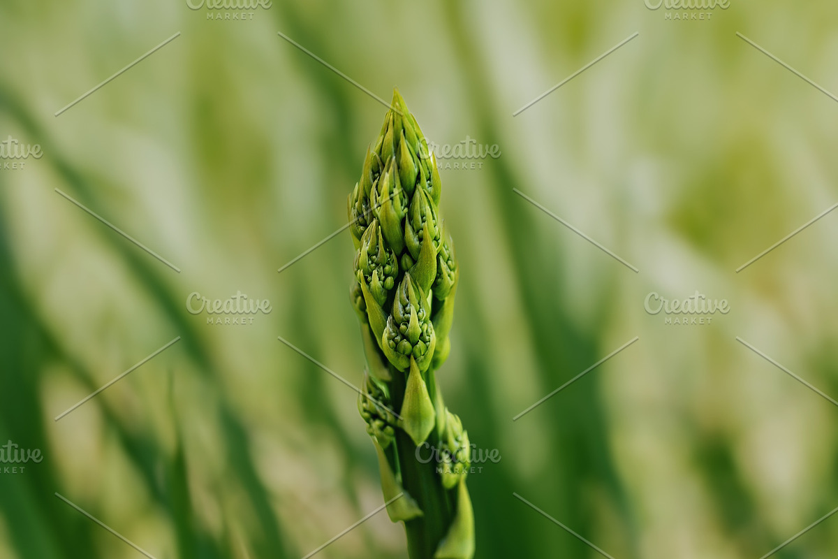 Green asparagus plant, a Food & Drink Photo by Ana Dee Photography (Photo 2 of 2)