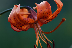 Close-up of a beautiful orange tiger lily flower blooming in the garden. Vertic, a Nature Photo by Rohan Photography