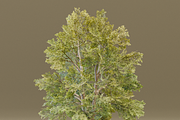 The Siberian Elm Tree, a Plants & Tree 3D Model by FuturePastCreatives (Thumbnail 3 of 8)