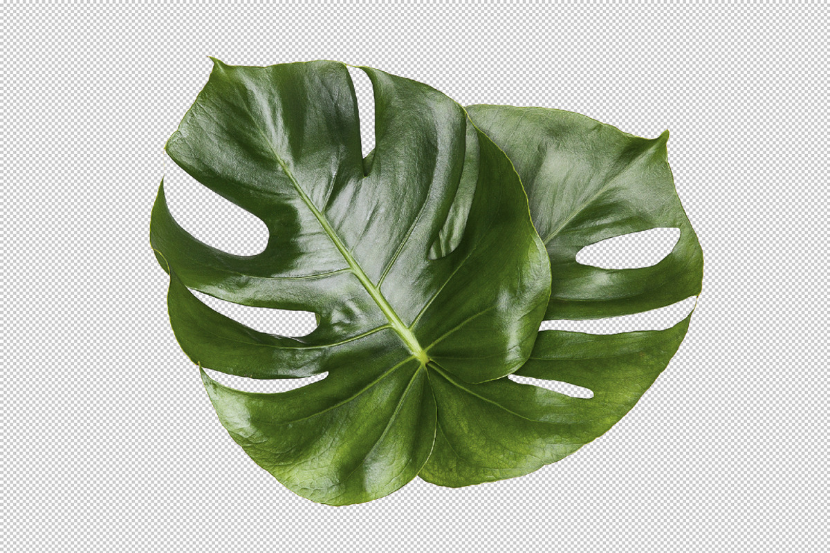 Printable Art - Monstera Leaves, a Print Template by JustLikeMyDesktop (Photo 1 of 2)