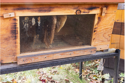 Beehive with Visible Honeycomb on, an Animal Photo by Lermont51