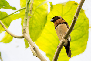 Tropical bird containing bird, animal, and avian