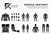 Muscle Anatomy Icon Collection, a Solid Icon by Akatype Studio (Thumbnail 1 of 3)