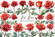 Watercolor Red Rose Clipart, an Illustration by Designworld (Thumbnail 1 of 4)