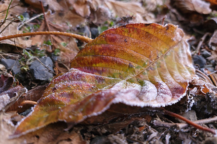 Colorful Frost Fall Leaf