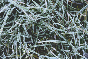 Frost-covered grass in a natural setting, showcasing delicate ice crystals on b, a Nature Photo by Textures & Backgrounds