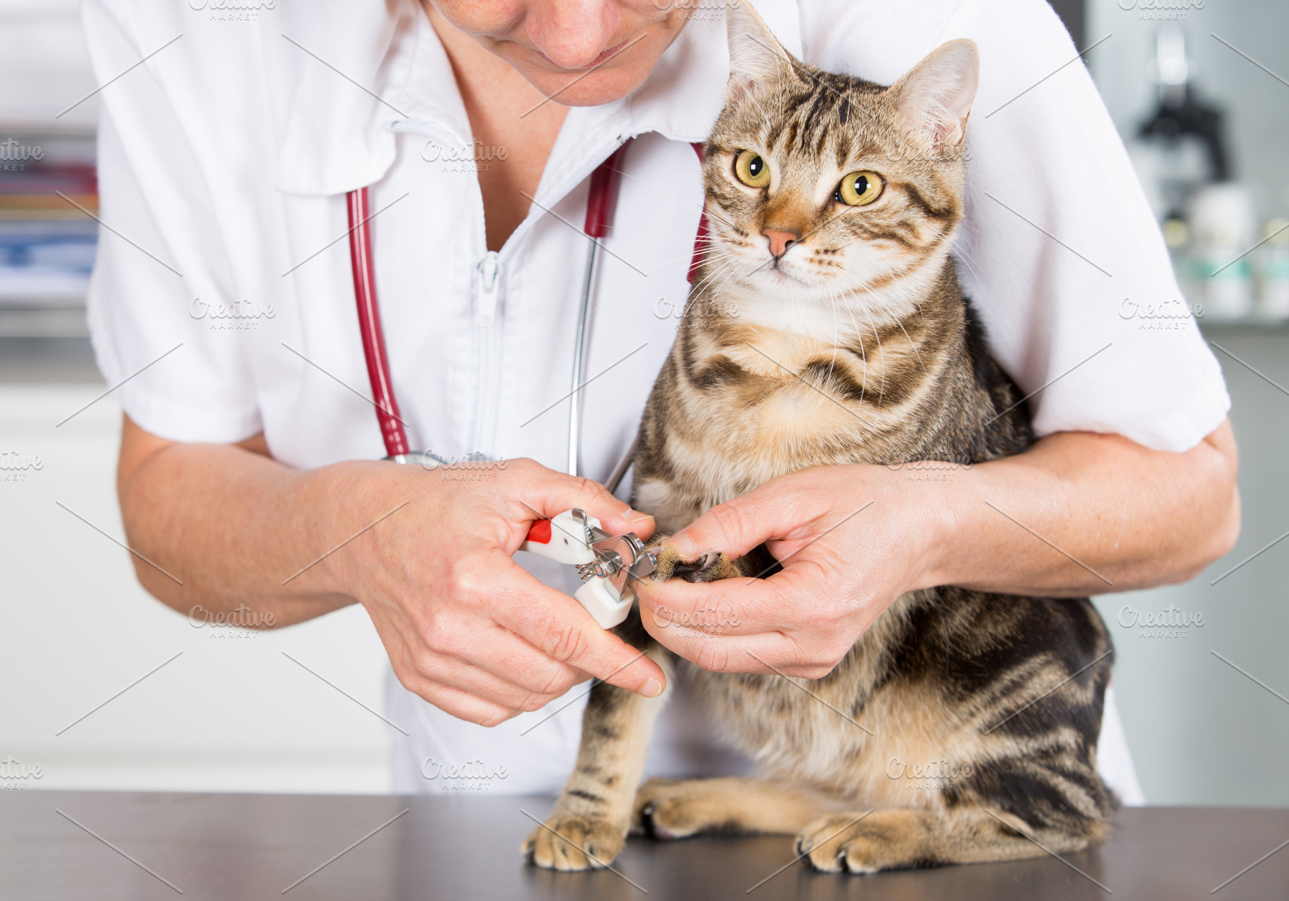Cat at the hairdresser containing cat, grooming, and baby, an Animal Photo by 135pixels