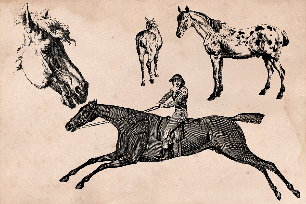 The Horse Collection, an Animal Illustration by Bayford Design