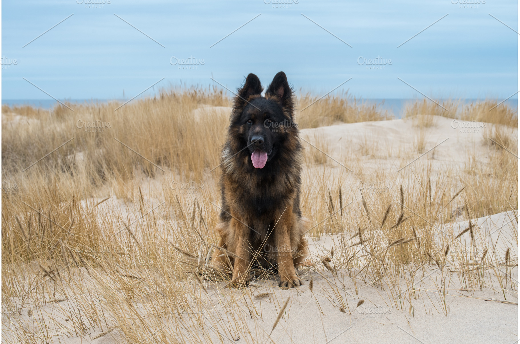 German Shepherd Dog on the beach at, an Animal Photo by COLORFUL