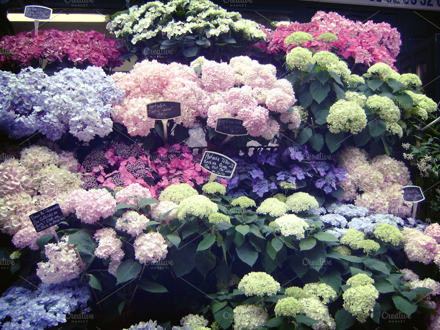 Le Marche Aux Fleurs Paris