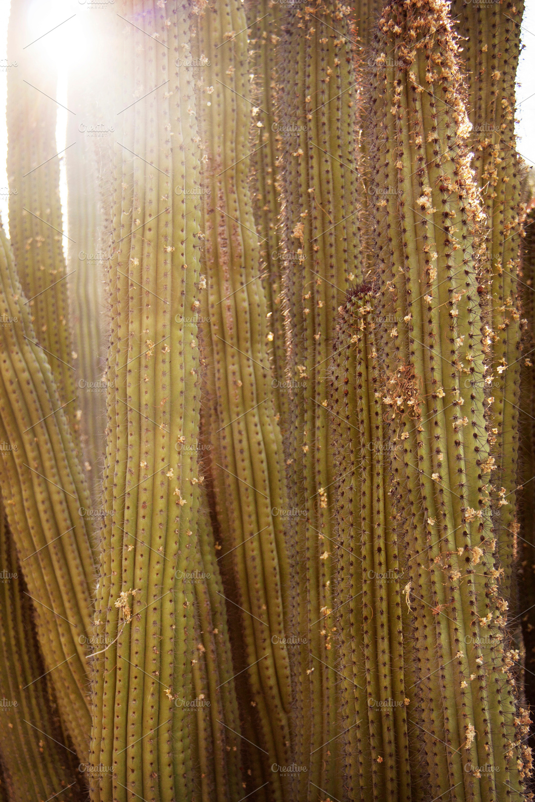 Stenocereus thurberi Sunrise, a Nature Photo by Isabeth Studio