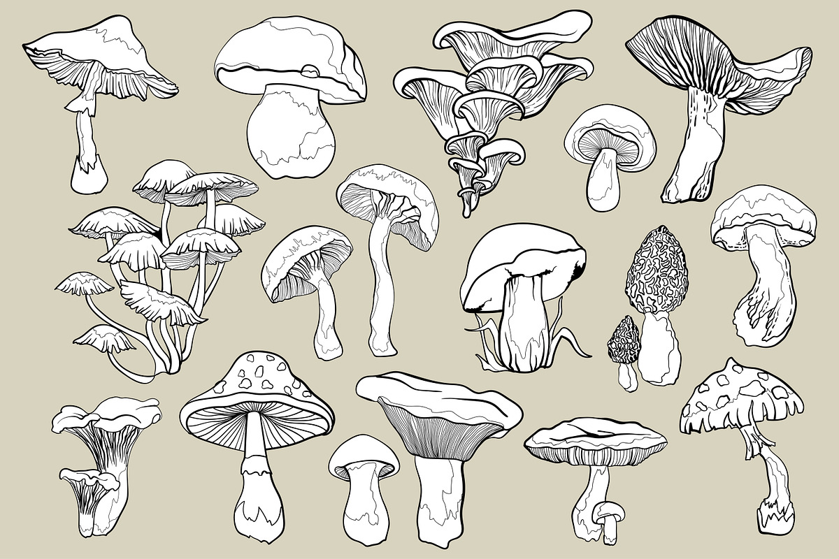 Mushrooms - vector clipart, a Decorative Illustration by Glass Cat Design (Photo 8 of 9)