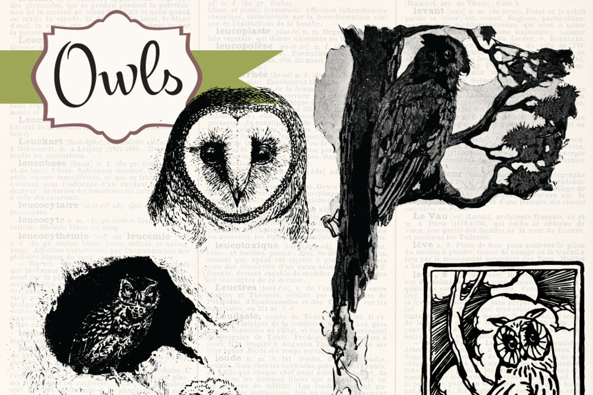 Vintage Owls Clipart & Brushes preview 2