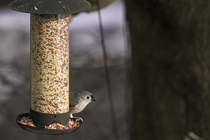 Tufted titmouse bird feeding at bird, an Animal Photo by 1miromiro