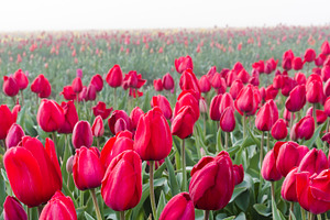 Rows of blooming red tulips containing agriculture, spring, and agricultural