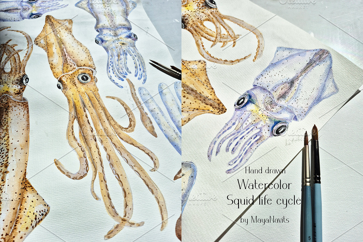 Watercolor Squid Life Cycle Set, an Education Illustration by MayaNavits (Photo 8 of 8)