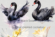 Australian Native Birds Clipart, an Animal Illustration by Pawcasso's Portraits (Thumbnail 3 of 7)