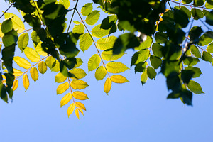 Leaves And Sky Background, a Background Photo by THP Creative