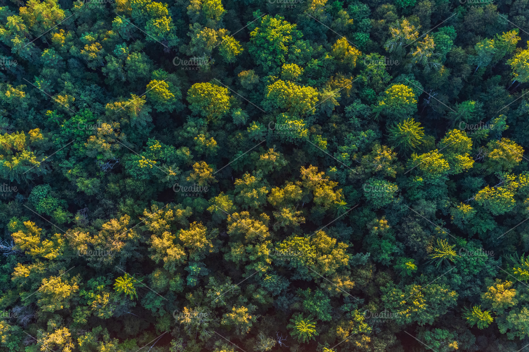 Aerial view of the forest green stock photo containing forest and above, a Nature Photo by Konstantin K.