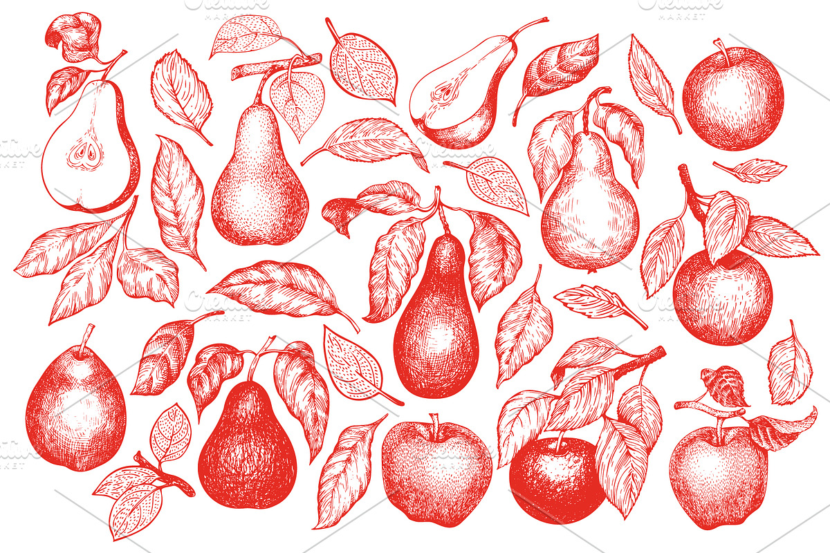 Apple & Pear Vector Collection, a Food Illustration by Lubov Illustrations Shop (Photo 2 of 4)