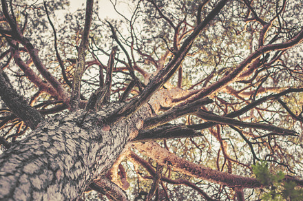 Pine Tree Cones Featuring Pine Tree And Cone preview 5