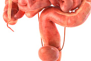 Human internal organs, a Characters & Person 3D Model by konstantin.ermolaev (Thumbnail 13 of 46)
