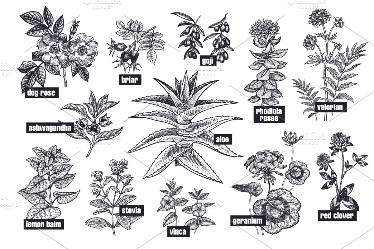 Medical plants. Big set., an Object Graphic by MarinaVorontsova (Photo 6 of 11)