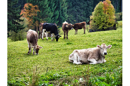 Photo of cattle grazing peacefully, an Animal Photo by ArtOfPhotos photo store