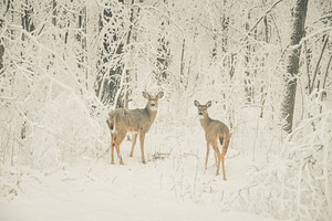 Doe and Buck in the Winter