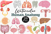 Watercolor Human Anatomy Clipart Set, an Illustration by CropUp Creative (Thumbnail 1 of 4)