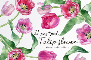 Watercolor Tulip Flower Clipart