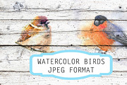 Watercolor illustration with bird, an Animal Illustration by Vavavka (Thumbnail 1 of 5)
