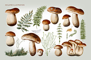 Mushrooms watercolor clip art, a Seasonal Illustration by Alena Sid (Thumbnail 2 of 13)