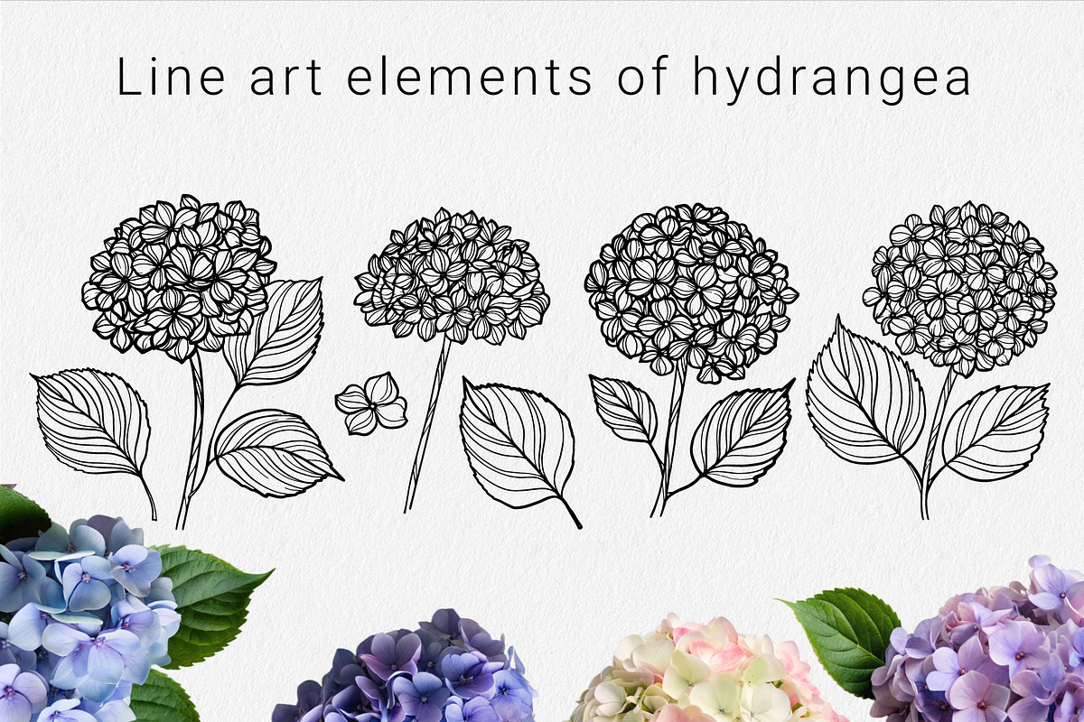 Hydrangea set SVG, an Object Graphic by mArtstore (Photo 2 of 4)