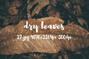 Dry leaves, a Templates & Theme by ApertureVintage (Thumbnail 5 of 16)