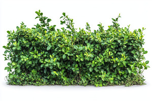 Lush green hedge isolated on white b, a Photo by Pixeness Studio